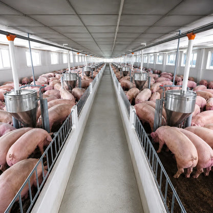 Probiótico Animal de Alto Rendimiento - 🐷Baboy Probiotic™ Paga 1 lleva 2